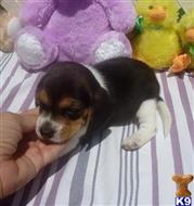 beagle puppy posted by Grannys Treasures